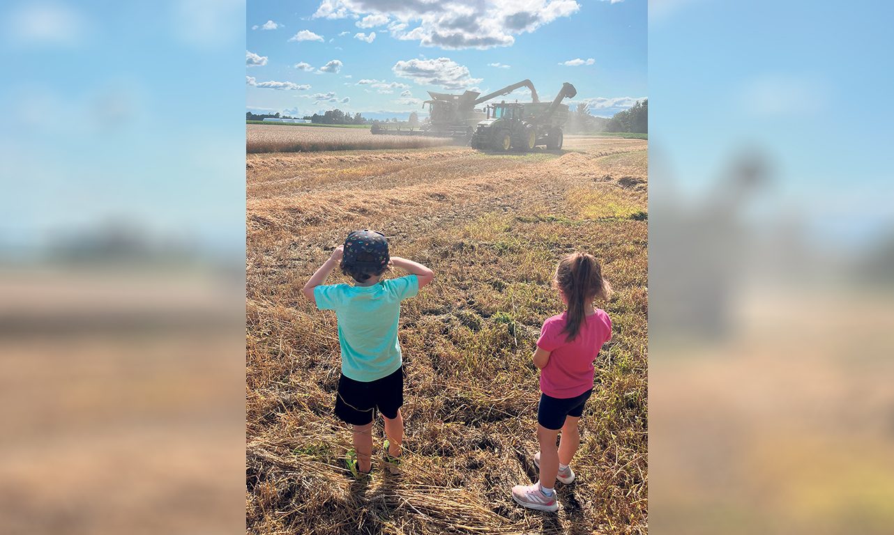 Malgré ses 535 hectares en culture, la Ferme de Ste-Victoire ne possède pas de moissonneuse-batteuse et dégage plus de profits à faire tout récolter à forfait. Photo : Gracieuseté de la Ferme de Ste-Victoire