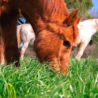 La thérapie équine repose notamment sur le fait que les chevaux détectent rapidement si une personne est perturbée. Photo : Shutterstock