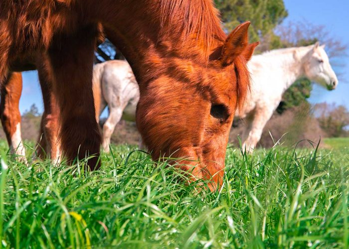 La thérapie équine repose notamment sur le fait que les chevaux détectent rapidement si une personne est perturbée. Photo : Shutterstock