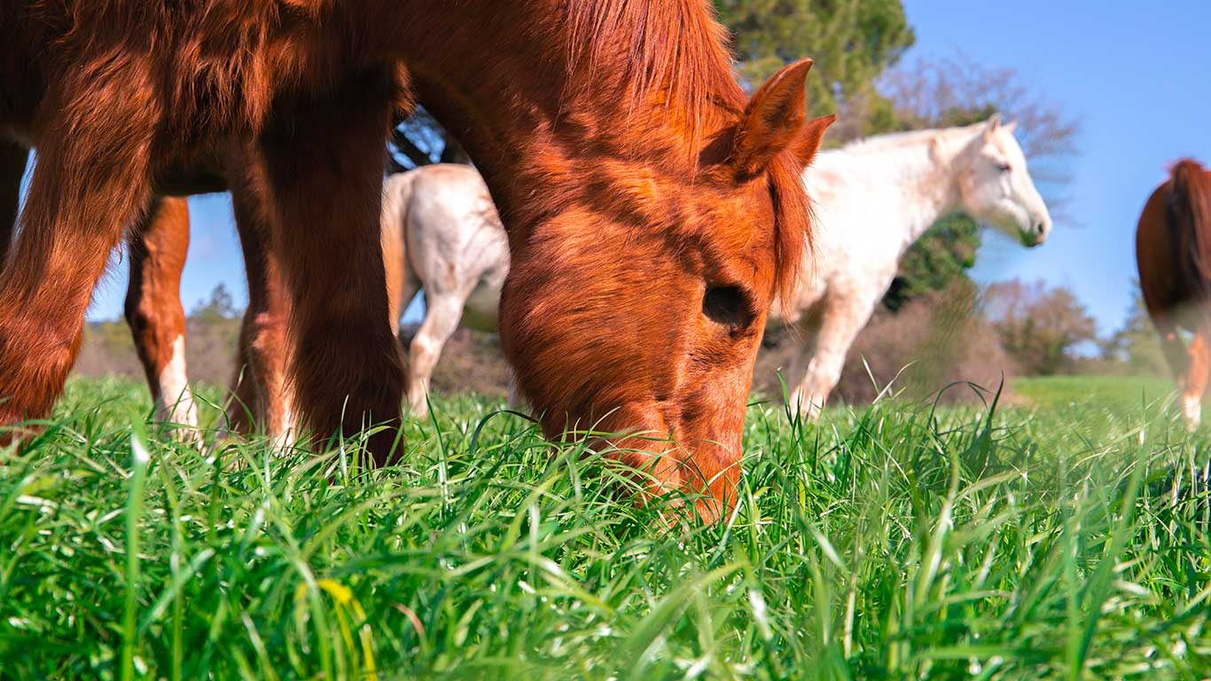 La thérapie équine repose notamment sur le fait que les chevaux détectent rapidement si une personne est perturbée. Photo : Shutterstock