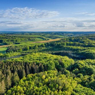 Les forêts danoises pousseraient sur 250 000 hectares supplémentaires avec cette initiative. Photo : Shutterstock