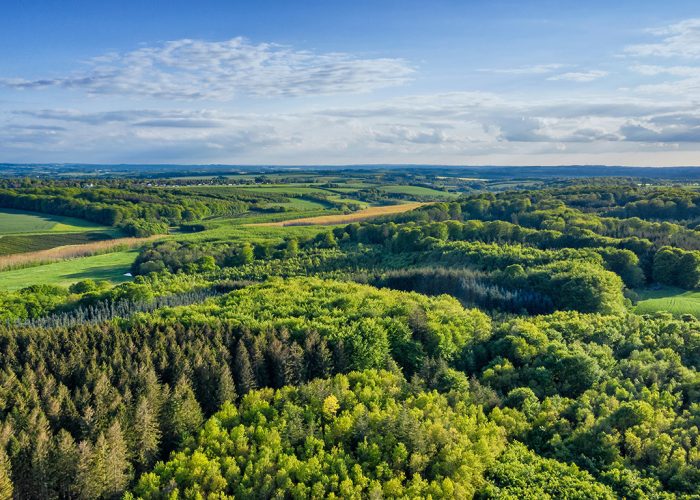 Les forêts danoises pousseraient sur 250 000 hectares supplémentaires avec cette initiative. Photo : Shutterstock