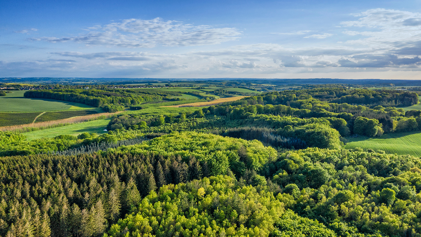 Les forêts danoises pousseraient sur 250 000 hectares supplémentaires avec cette initiative. Photo : Shutterstock