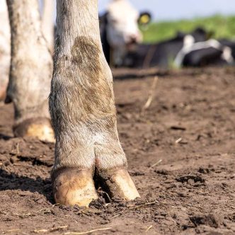 Si nous n’intervenons pas assez vite et avec un bon traitement, la vache développera des changements osseux permanents au niveau de la troisième phalange, os qui est caché dans son onglon. Photo : Shutterstock