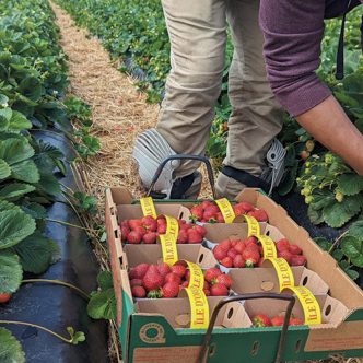 En plus d’accompagner les agriculteurs dans leur gestion au champ, le logiciel uFields, développé par l’Association des producteurs de fraises et de framboises du Québec, propose maintenant une fonctionnalité de traçabilité de toutes les étapes post-récoltes. Photo : Gracieuseté de l’APFFQ