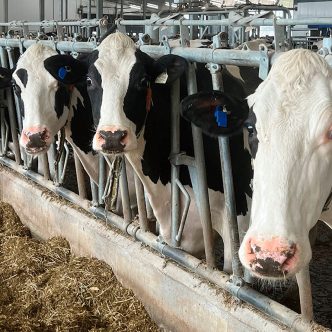 À terme, la détermination des concentrations plasmatiques de vitamine D3 et des oméga-3 pourrait améliorer la détection des vaches à risque À terme, la détermination des concentrations plasmatiques de vitamine D3 et des oméga-3 pourrait améliorer la détection des vaches à risque de maladies en fournissant une image plus complète de la susceptibilité des vaches à l’inflammation chronique. Photo : Archives/TCN