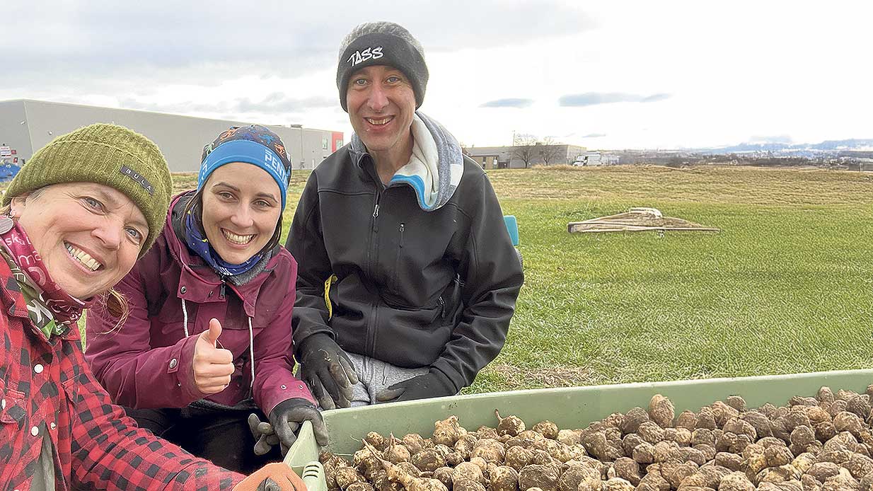 L’agronome Isabelle Martineau, du club conseil en agroenvironnement Gestrie-Sol, en compagnie de bénévoles lors de la récolte de topinambours. Photos : Gracieuseté d’Isabelle Martineau