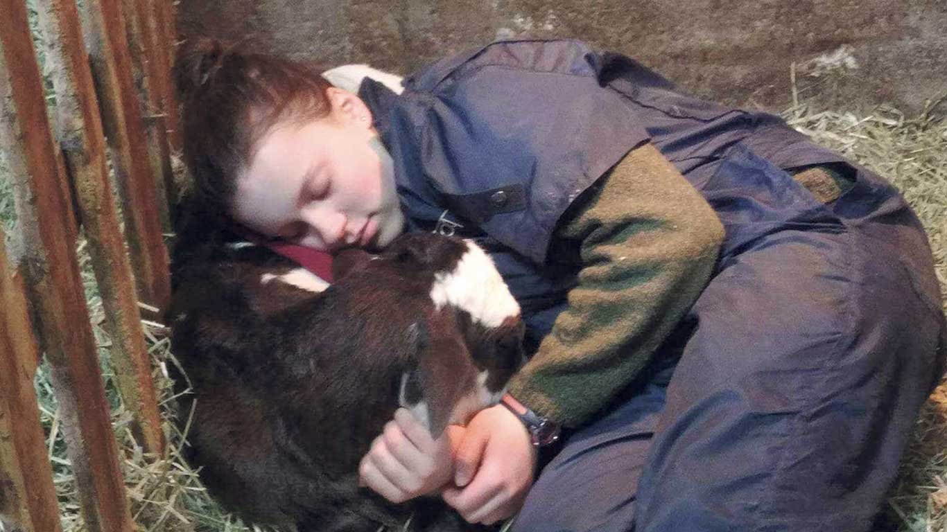 La ferme de la famille d’Allison Vézina compte environ 85 têtes, dont 40 vaches en lait, principalement de race Jersey. Photo : Gracieuseté d’ Allison Vézina