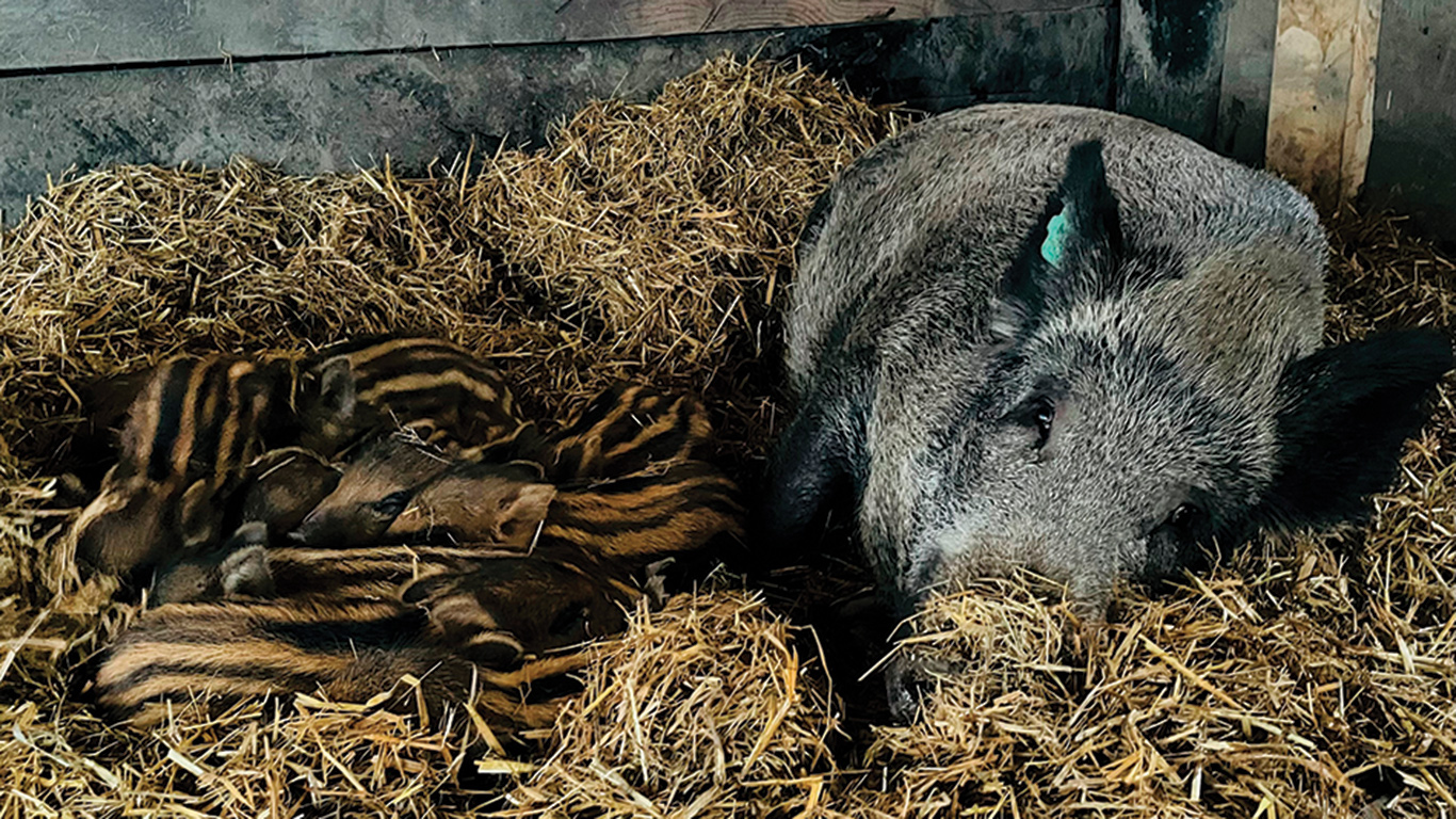 Mommy est la meilleure « tantine » de la ferme. Sur la photo, elle veille sur 12 marcassins qui ne sont pas les siens. Photo : Gracieuseté de Lina Forest