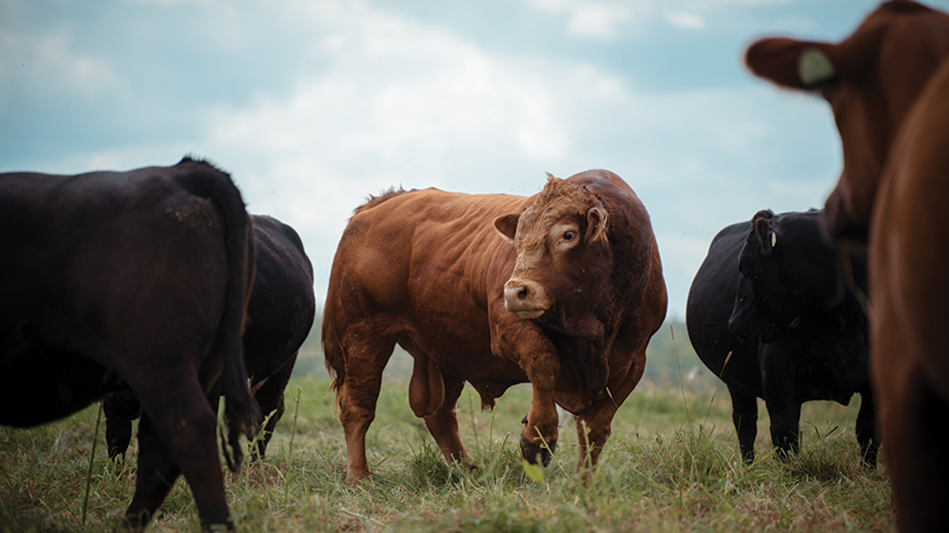 Pendant huit ans, Monsieur 5100 a été la mascotte de la Ferme Rustique. Photo : Gracieuseté de Ferme Rustique