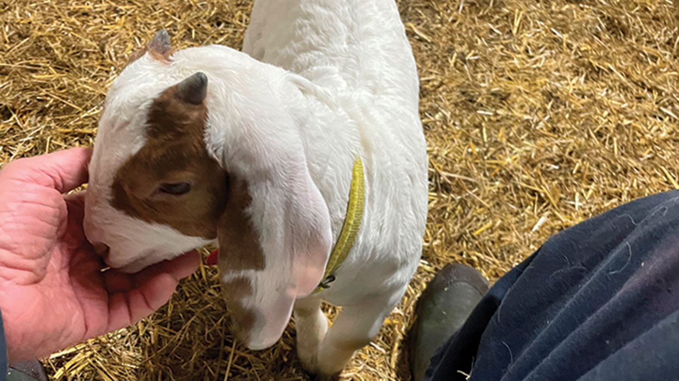 Pitchounette a été sauvée à la naissance grâce à une manœuvre de « bouche-à-bouche ». Photo : Gracieuseté d’André Lussier