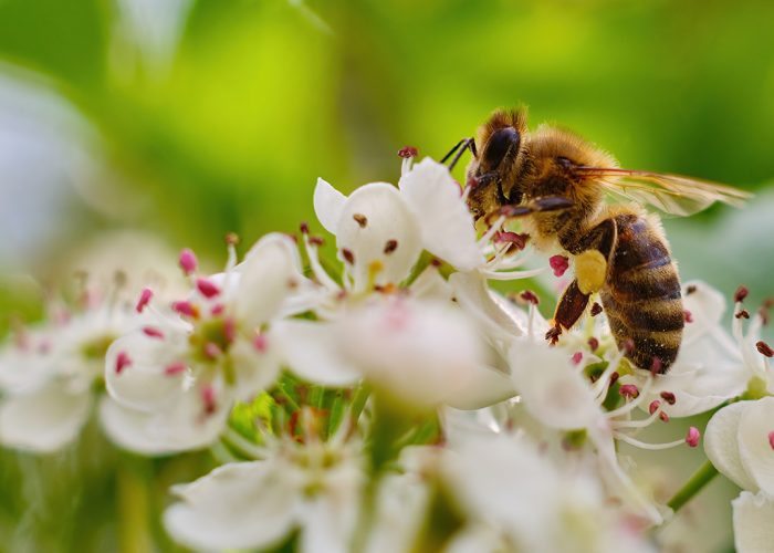 L'évaluation actuelle des pesticides tient compte de la menace qu'ils représentent pour les abeilles domestiques qui nichent dans des ruches, mais non des vulnérabilités particulières des abeilles qui nichent dans le sol. Photo : Shutterstock