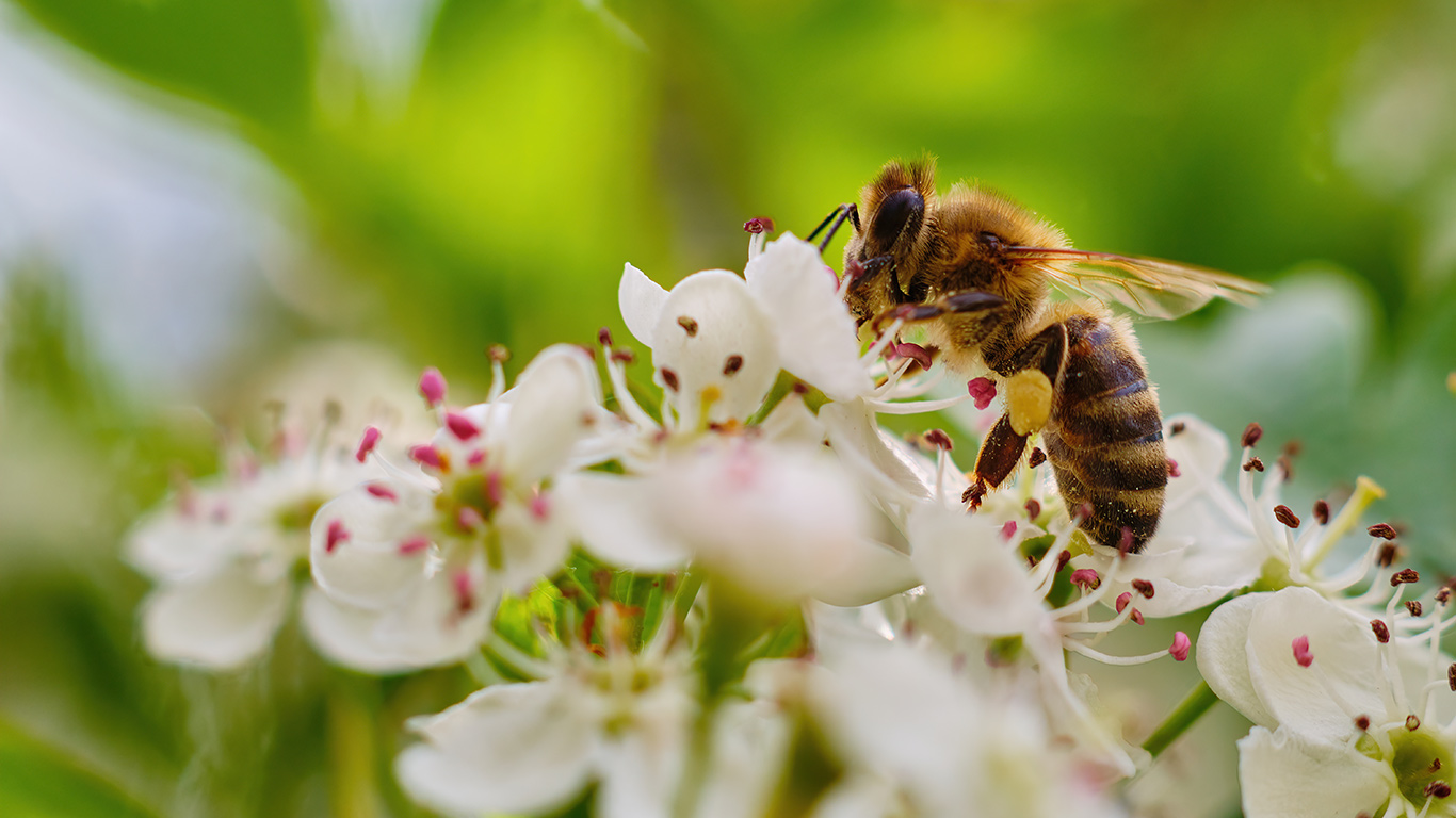 L'évaluation actuelle des pesticides tient compte de la menace qu'ils représentent pour les abeilles domestiques qui nichent dans des ruches, mais non des vulnérabilités particulières des abeilles qui nichent dans le sol. Photo : Shutterstock