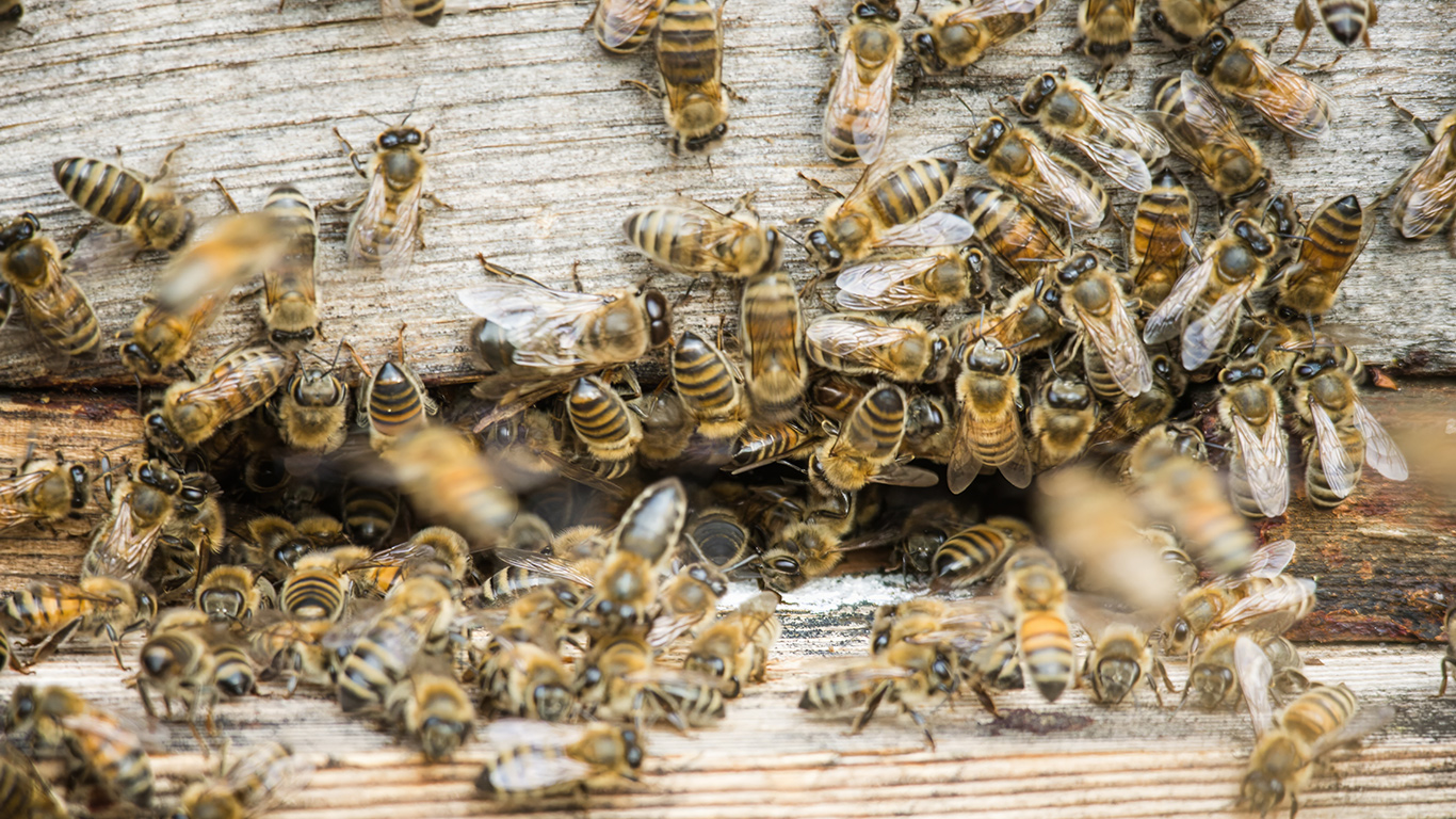 Selon l’Agence canadienne d’inspection des aliments, les colis d’abeilles présentent un risque plus élevé d'introduction de maladies parce qu'ils sont expédiés avec le contenu de leur ruche. Photo : Shutterstock