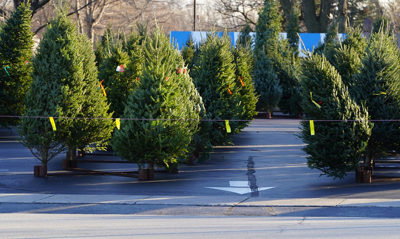 Selon le chercheur Anthony Taylor, d’ici 25 à 50 ans, les arbres de Noël en sapin Baumier se feront très rares si rien ne change. Photo : Shutterstock