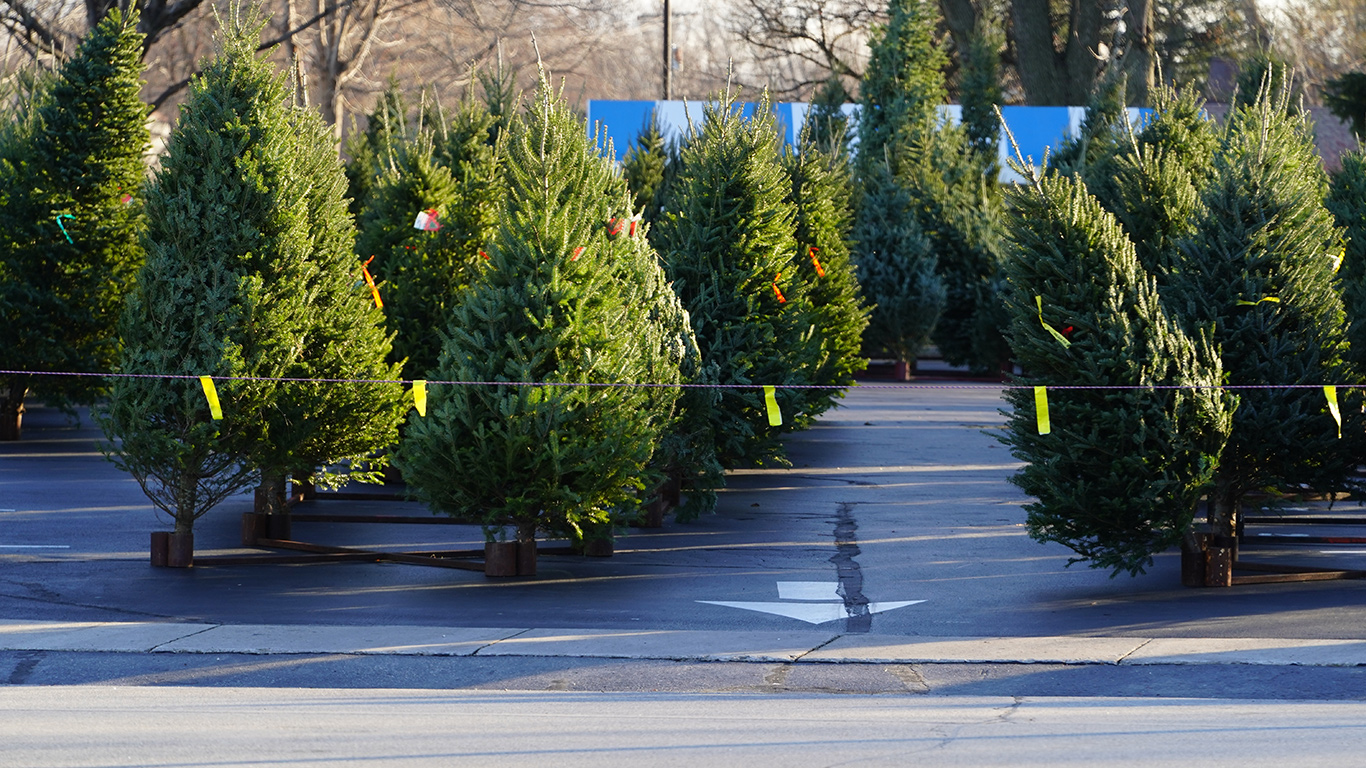 Selon le chercheur Anthony Taylor, d’ici 25 à 50 ans, les arbres de Noël en sapin Baumier se feront très rares si rien ne change. Photo : Shutterstock