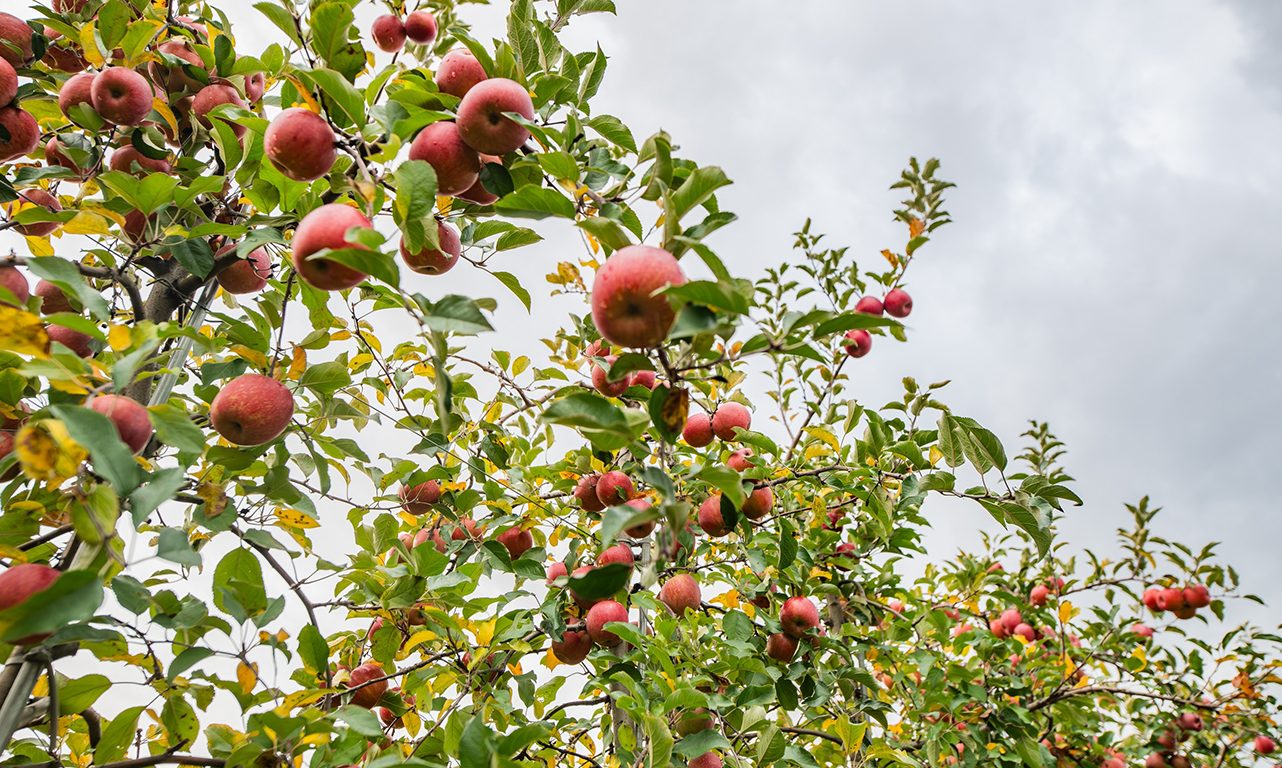 Des pommes sont prêtes à être récoltées sur des pommiers dans un verger de pommiers dans l'ouest du Michigan, où les chercheurs veulent développer des variétés de pommes plus résistantes au gel. Photo : Shutterstock